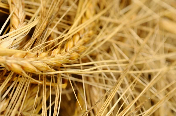 大麦の熟した耳 — ストック写真