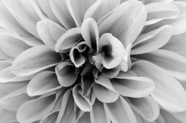 Dahlia Closeup clipart