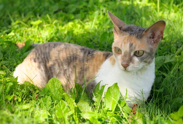Cornish Rex kissa vihreällä nurmella — kuvapankkivalokuva
