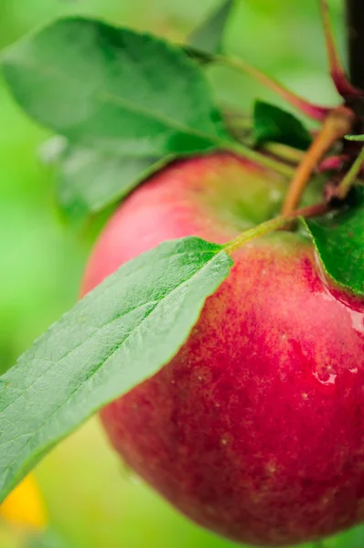 Ağaç dalında kırmızı elma — Stok fotoğraf