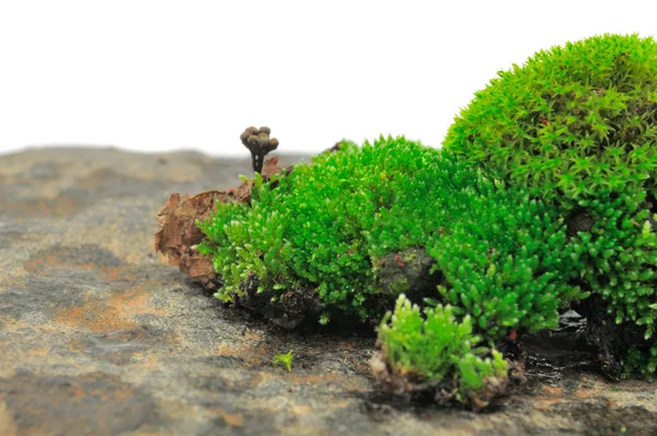 Musgo verde em pedra — Fotografia de Stock