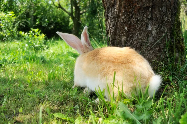Kanin som gömmer sig bakom trädet — Stockfoto