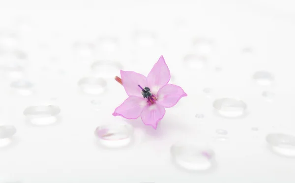 Flor en gotas de agua — Foto de Stock