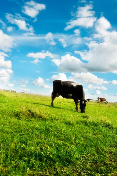 Koeien grazen op grasland — Stockfoto