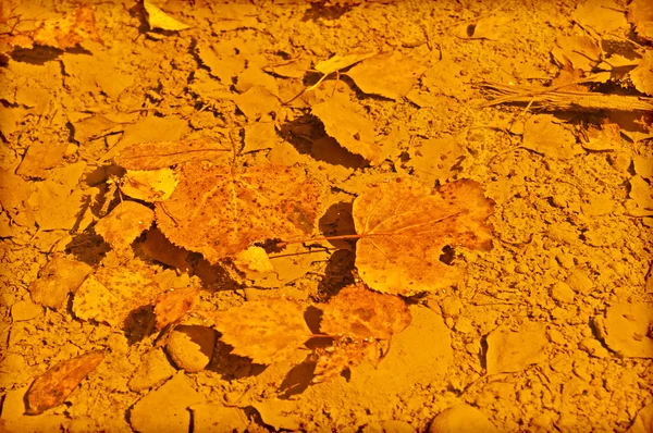 Падшие листья в луже — стоковое фото