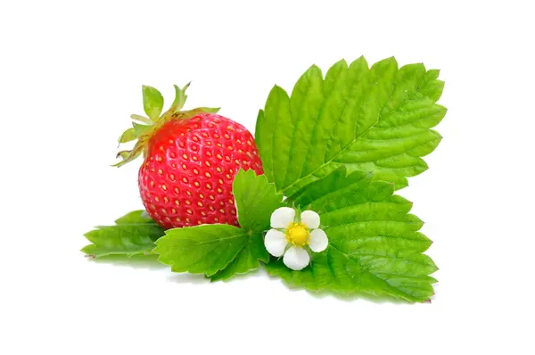 Strawberry with Flower and Leaves — Stock Photo, Image