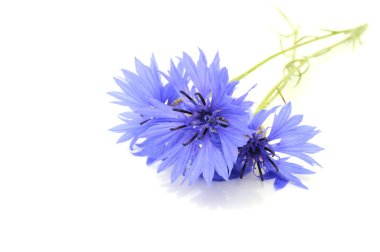 Cornflowers clipart