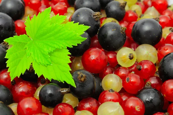 Black, Red And White Currants — Stock Photo, Image