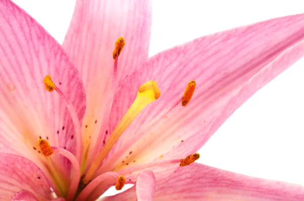 Schöne rosa Lilie — Stockfoto