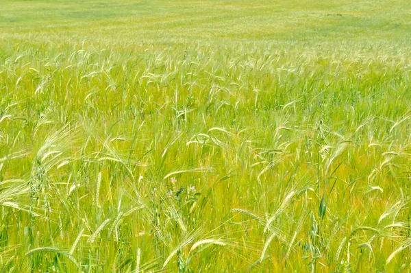 大麦场 — 图库照片