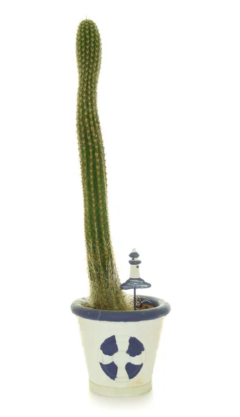 Kaktusy w doniczce — Zdjęcie stockowe