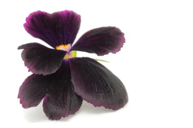 Pansy Violet clipart