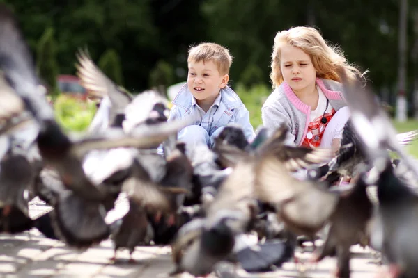 鳩と遊んでいる子供たち — ストック写真