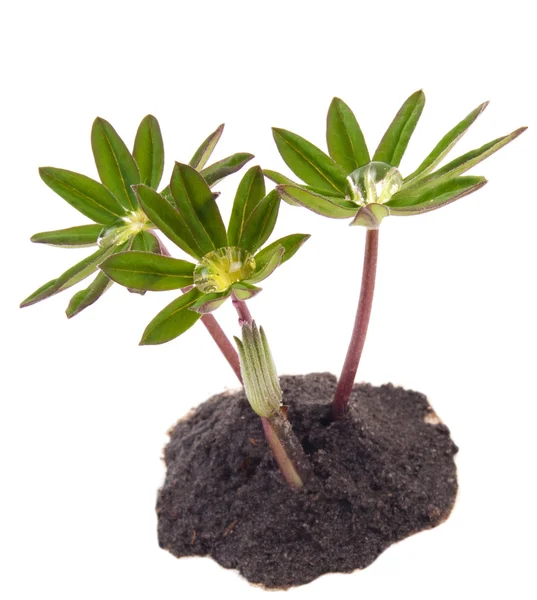 stock image Green young plants