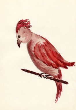 Drawn parrot clipart