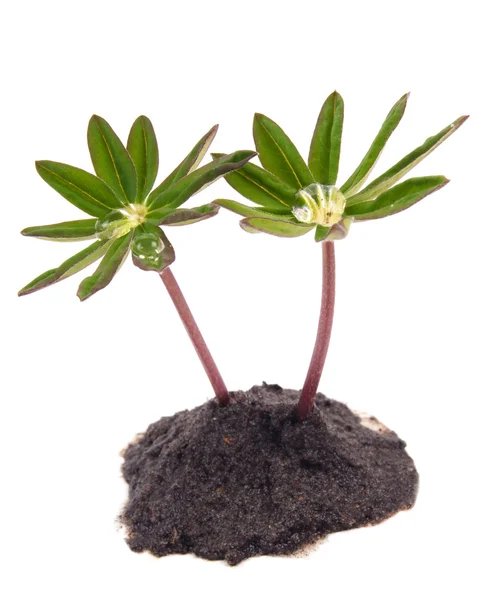 젊은 식물 — 스톡 사진