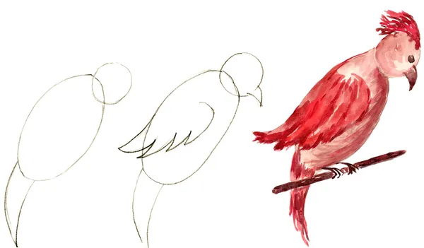 Drawn parrot — Stock Photo, Image