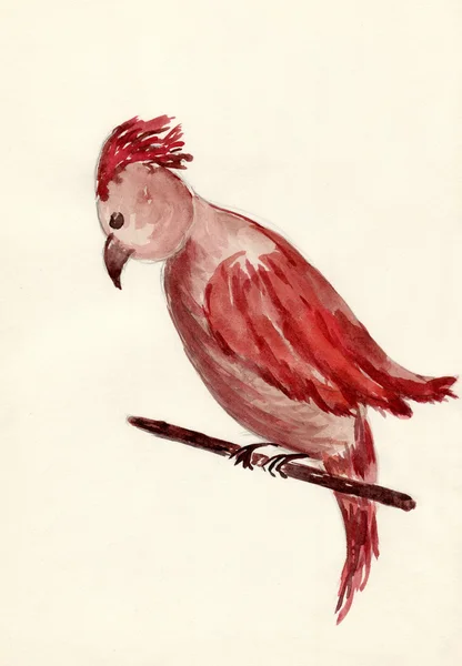 Papagaio-pintado — Fotografia de Stock