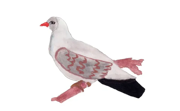 Pigeon dessiné — Photo