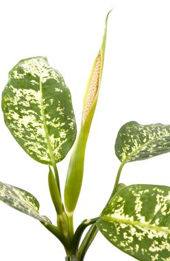 çiçekli dieffenbachia