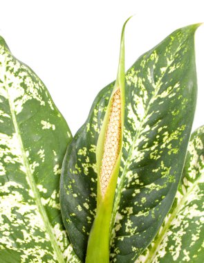 Flowering dieffenbachia clipart