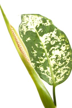 çiçekli dieffenbachia