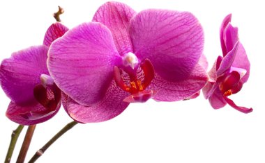 Pink Orchid clipart