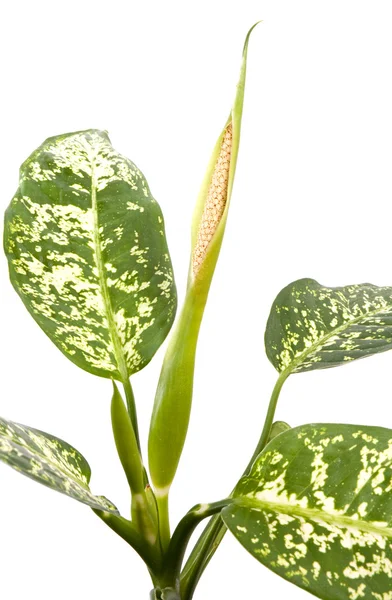 stock image Flowering dieffenbachia