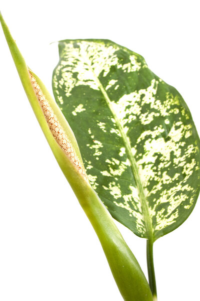 Flowering dieffenbachia