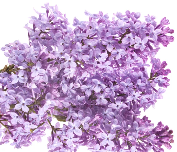 stock image Flowers lilac