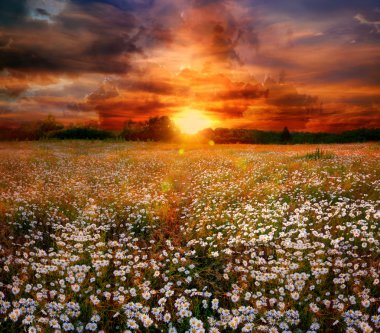 Landscape with daisies on sunset