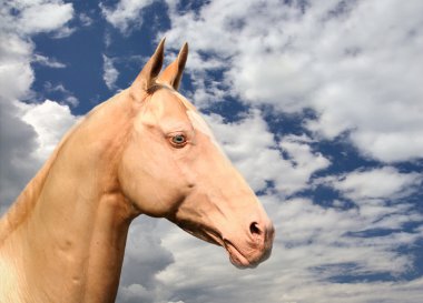 Akhal-Teke clipart