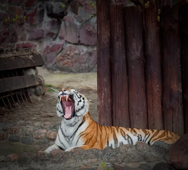 stock image Yawn tiger