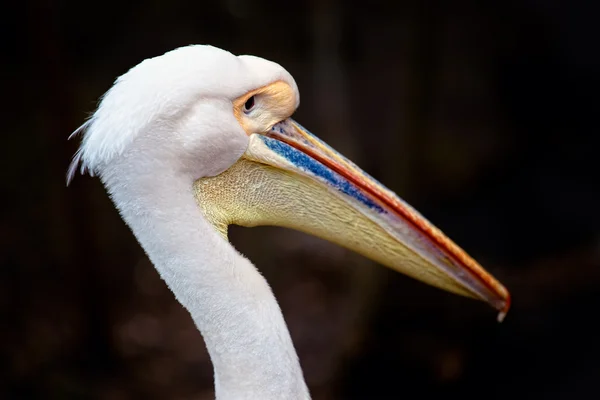 Pelikan-Porträt — Stockfoto
