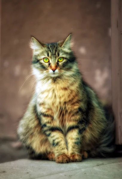 Άστεγο γάτα — Φωτογραφία Αρχείου