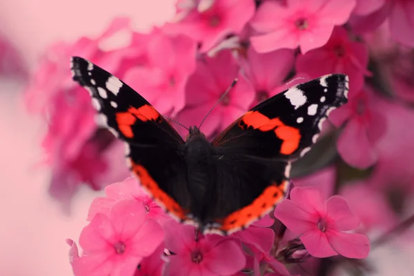 Mariposa negra sobre flores rosadas — Foto de Stock