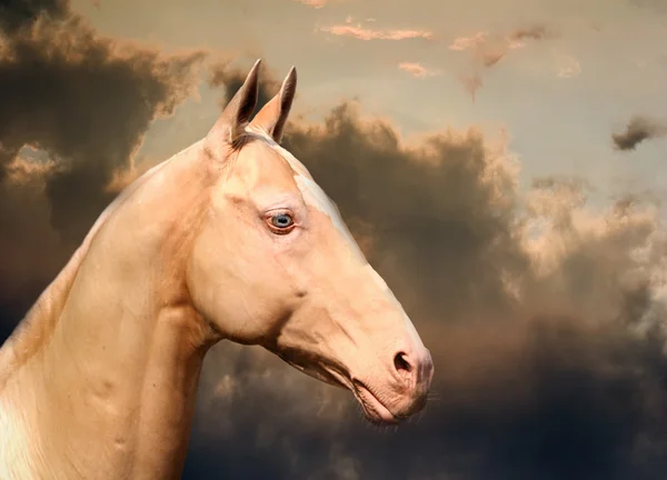 Koń achał tekiński — Zdjęcie stockowe