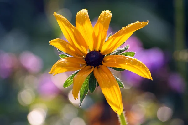 Kuning daisy — Stok Foto