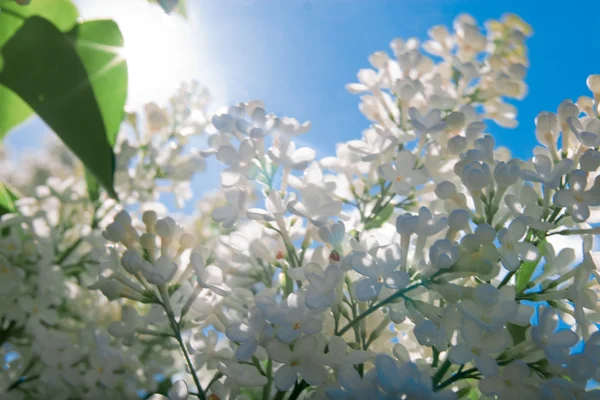 Un ramo di lilla bianca — Foto Stock