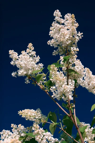 Ein Zweig des weißen Flieders — Stockfoto