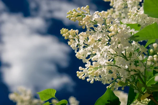 A branch of white lilac — Stock Photo, Image