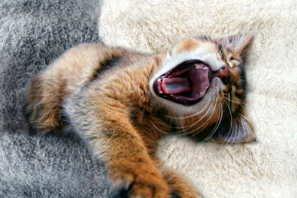 Kahrolası somali kedi yavrusu — Stok fotoğraf