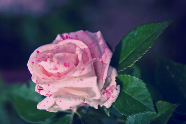 Rosa Rosa em um jardim — Fotografia de Stock
