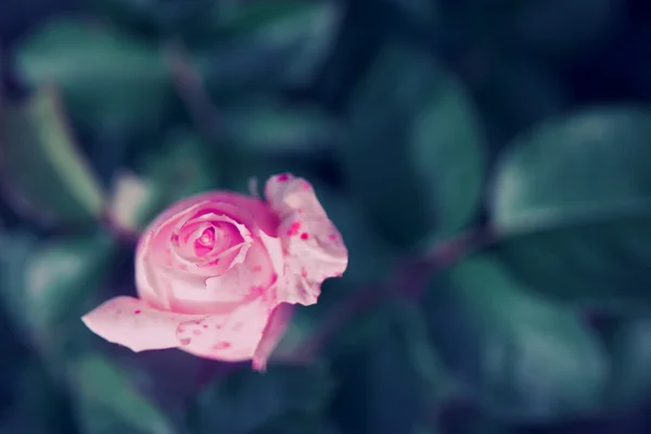 Rosa ros i en trädgård — Stockfoto
