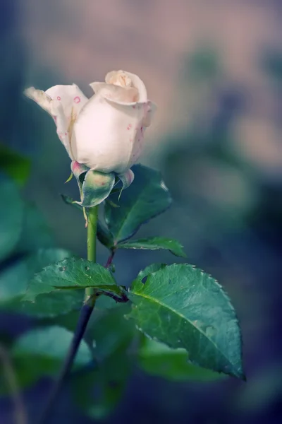 Rosa ros i en trädgård — Stockfoto