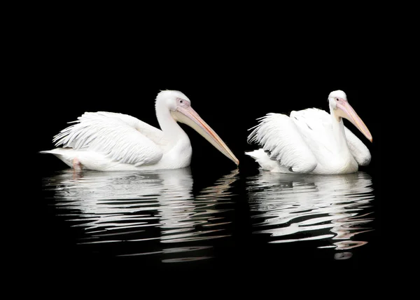 Twee pelikanen — Stockfoto