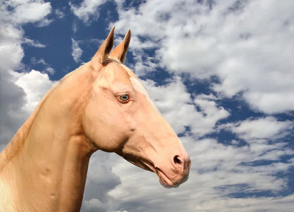 Koń achał tekiński — Zdjęcie stockowe