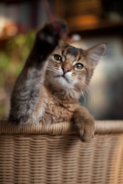 Brunátný somálský kotě — Stock fotografie