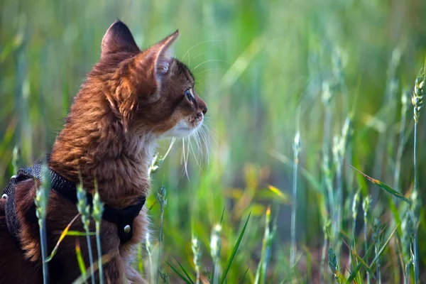 Somali kedi yavrusu — Stok fotoğraf