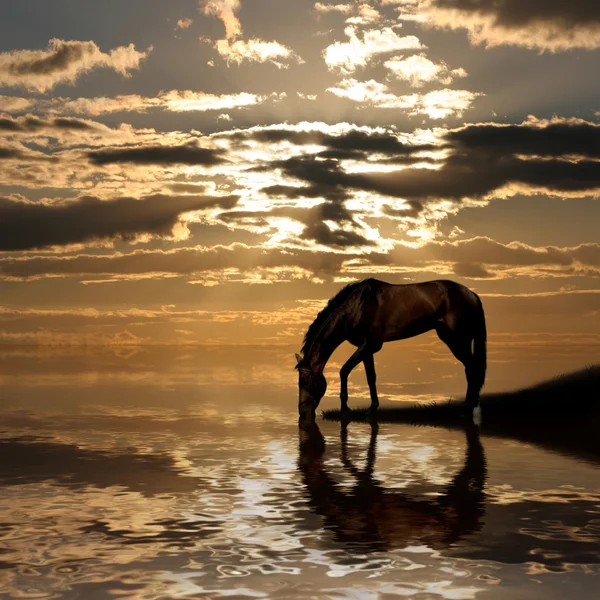 Cavallo arabo Immagini Stock Royalty Free
